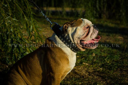 British Bulldog Collars UK