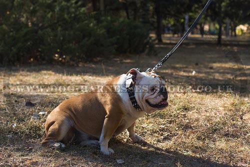 British Bulldog Collars