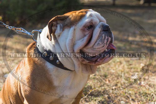 British Bulldog Collars UK