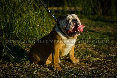 British Bulldog Collars UK