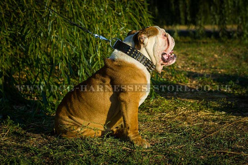 British Bulldog Collars