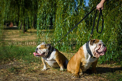 British Bulldog Collars