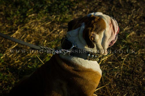 British Bulldog Leather Collar UK