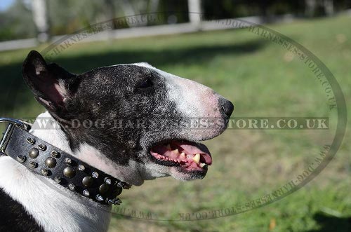 Bull Terrier Collar