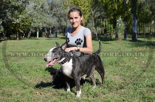 English Bull Terrier Dog Collar