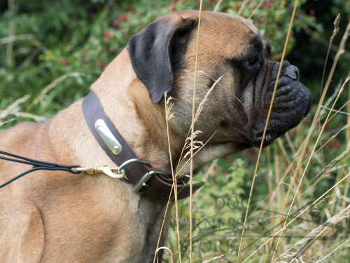 Dog Collar with Nameplate