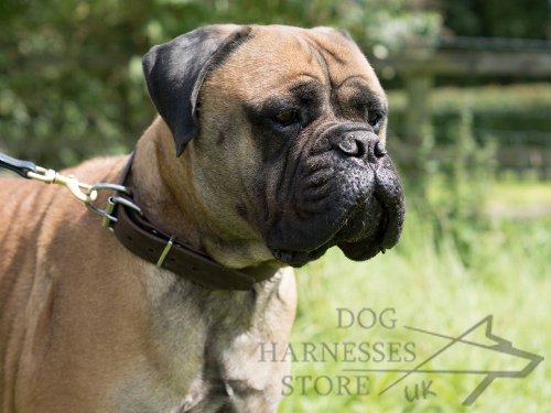 Bullmastiff Collars UK