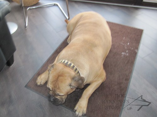 Bullmastiff Collar