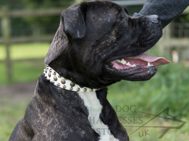 shock collar for cane corso