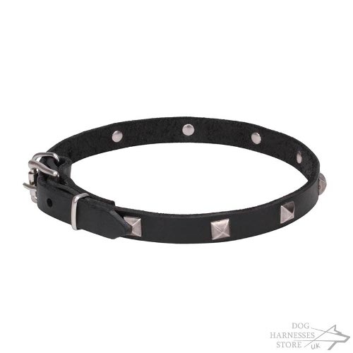 Thin Dog Collar UK Trendy