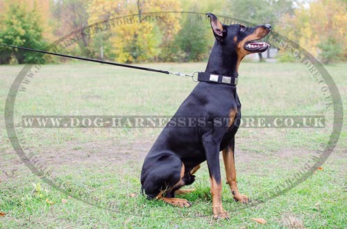 Collar for Doberman