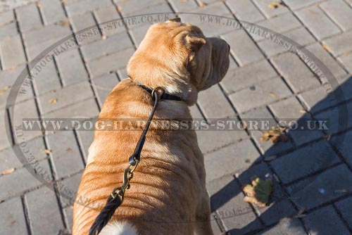 Collar for Shar-Pei