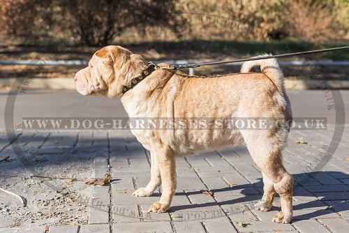 Collar for Shar-Pei