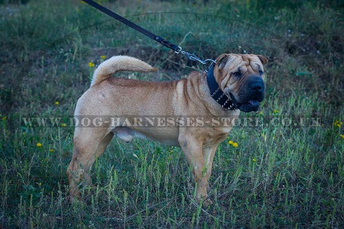 Collar for Shar-Pei