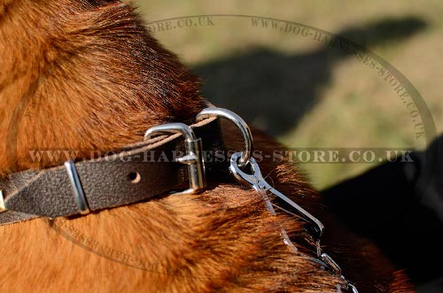 Collar for Shar-Pei