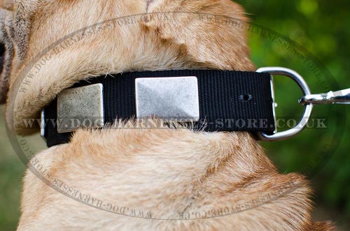 Collar for Shar-Pei