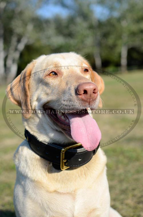 Collars for Labradors