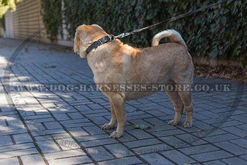 Collars for Shar-Pei Dogs