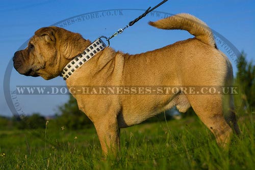 Shar-Pei Accessories