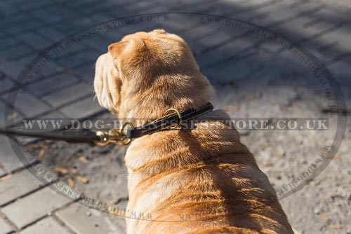 Leather Choke Collars for Dogs