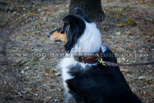 Collie Collars UK