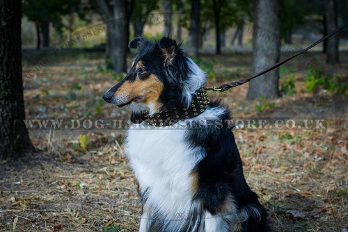 Collie Collar UK