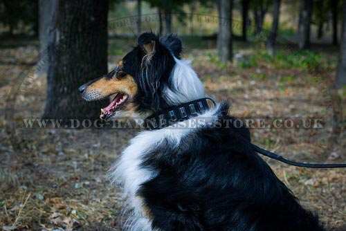 Collie Collar UK