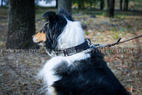 Collie Collar UK