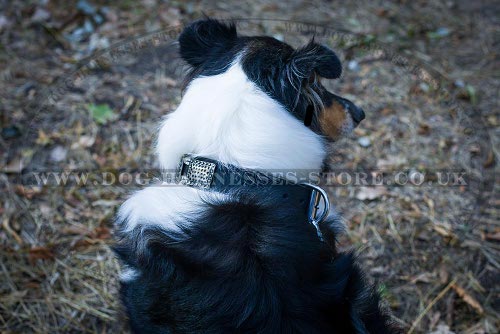 Collie Collars UK