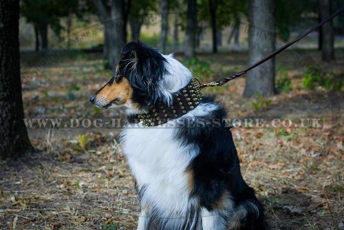 Collie Collars UK