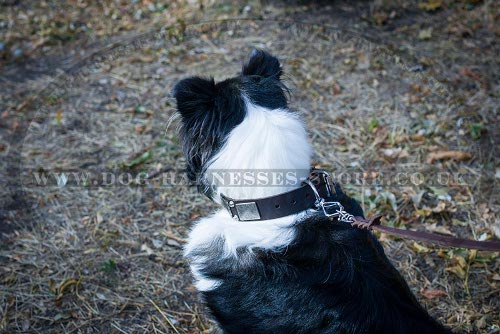 Collie Collars UK