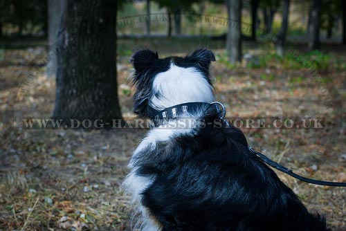 Collie Dog Collar