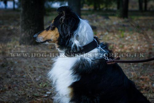 Collie Dog Collar