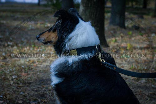 Collie Dog Collar UK