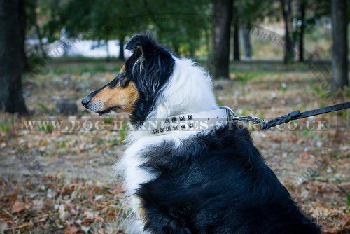 Collie Dog Collar UK