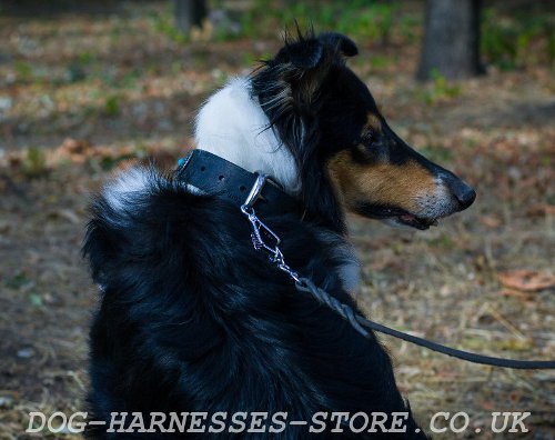 Collie Dog Collars UK