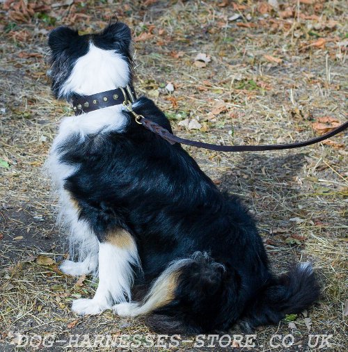 Collie Dog Collars UK