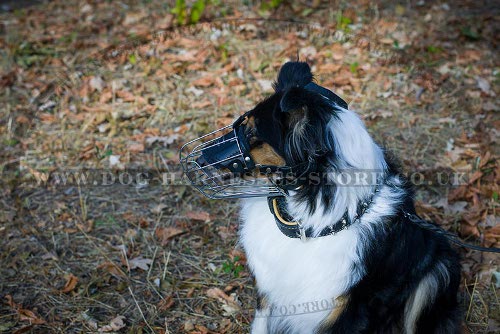 Border Collie Muzzle