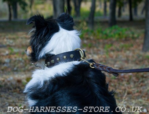 Collar for Collie