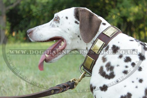 Dalmatian Collar