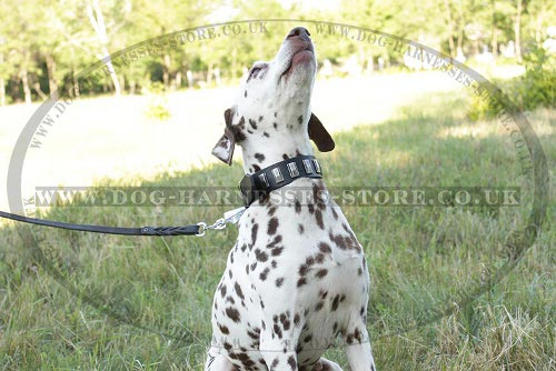 Dalmatian Leash UK