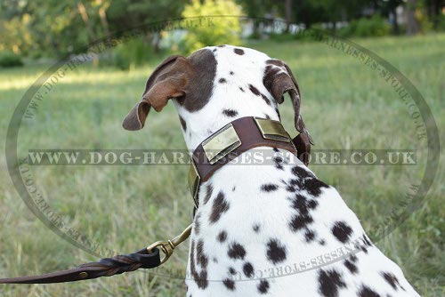 Dalmatian Dog Collar