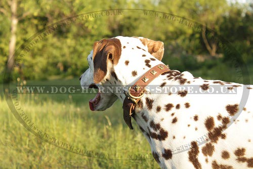 Dalmatian Dog Collar