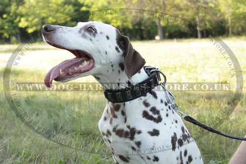 Dalmatian Dog Collar