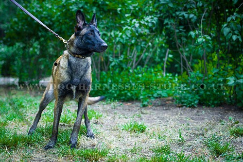 Collar for Belgian Malinois