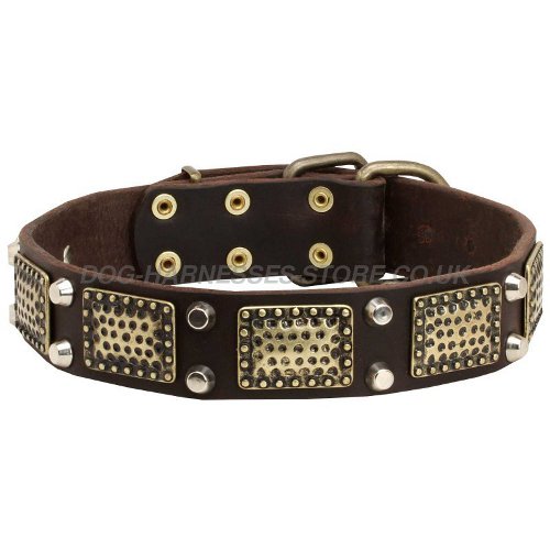 Designer Dog Collar