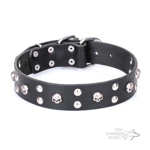 Decorative Dog Collar