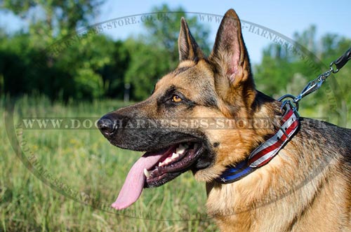 Designer Dog Collar for German Shepherd Dog Breed