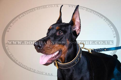 Designer Dog Collar