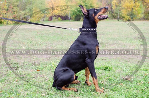 Doberman Collar